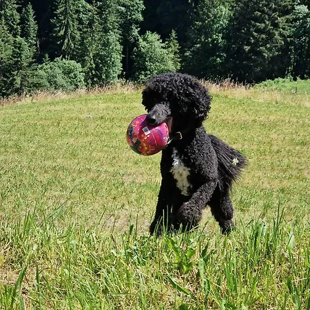 Schwarzguetl Apartmán *